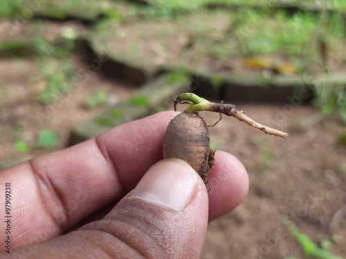 Polyalthia longifolia tree sprout. Its other names false ashoka, Monoon longifolium. This is an Asian small tree species in the family Annonaceae. It is native to southern India and Sri Lanka. photo