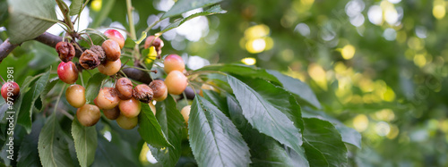 Rotten spoiled berry or fruit. Mold sweet cherries on tree in fruit garden. Spoiled berry. Diseases of trees. Gardening problems.