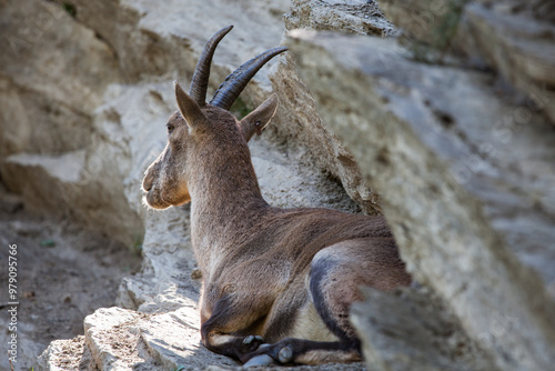 Stambecco su Roccia photo