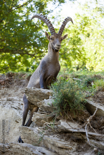 Stambecco su Roccia photo