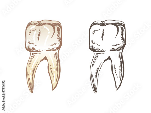 Highly detailed hand drawn human tooth  with roots. Hand drawn sketch. Molar illustration isolated on white background.