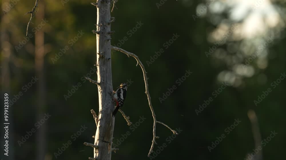 Great Spotted Woodpecker sitting on the tree trunk with snow during winter. Birch tree with black and white bird. Red under parts, snowflakes in the background, Finland, Europe. Great Spotted Woodpecker sitting on the tree trunk with snow during winter. Birch tree with black and white bird. Red under parts, snowflakes in the background, Finland, Europe.