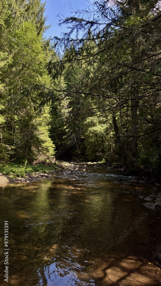 A calm forest stream flowing gently over rocks, surrounded by tall pine trees, creating a serene and natural landscape. A calm forest stream flowing gently over rocks, surrounded by tall pine trees, creating a serene and natural landscape.
