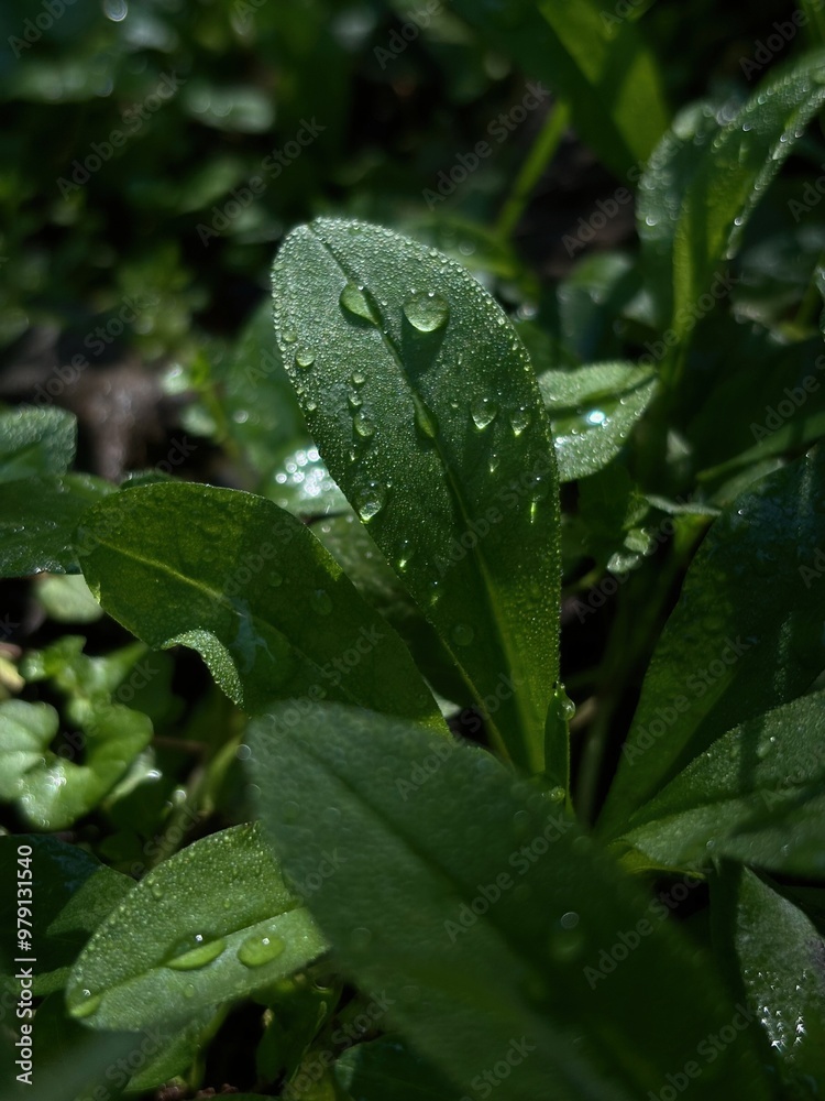 Fresh green leaves covered in morning dew droplets, glistening under soft sunlight in a peaceful, natural setting. Fresh green leaves covered in morning dew droplets, glistening under soft sunlight in a peaceful, natural setting.
