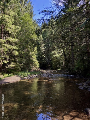 A calm forest stream flowing gently over rocks, surrounded by tall pine trees, creating a serene and natural landscape.