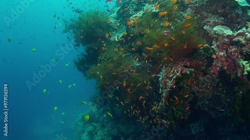 Slow cruise (swim) along a wall of a coral bommie in the Blyth Waters of Fiji. Lots of colorful Anthias (Anthiinae), black corals, hard coral and Golden damselfish (Amblyglyphidodon aureus) photo