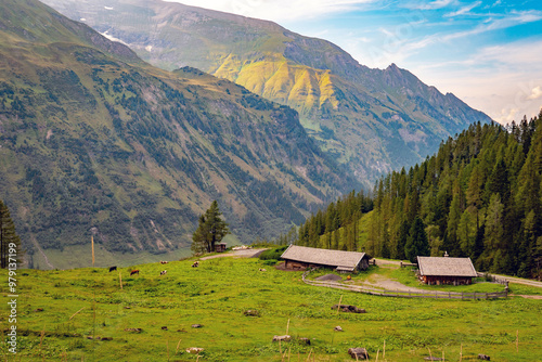 Grossglockner, Carinthia, Austria - September 1, 2024: Cows grazing in a farm at the Grossglockner Alpine Road photo