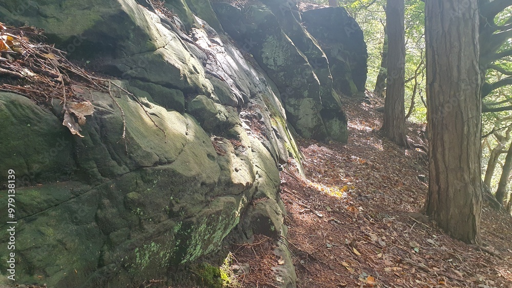 Obraz premium path in the woods