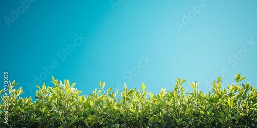 many plants at the bottom of the image and at the top a bright blue sky. photo