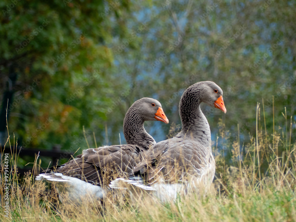 Couple of Greylag Geese in Nature Couple of Greylag Geese in Nature