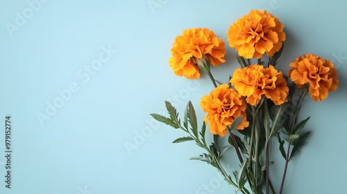 Orange Marigold Flowers on a Light Blue Background