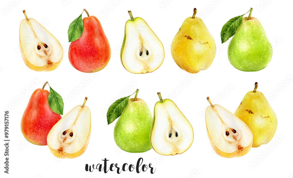 Hand-Painted Watercolor Pear Set Botanical Illustration Hand-Painted Watercolor Pear Set Botanical Illustration