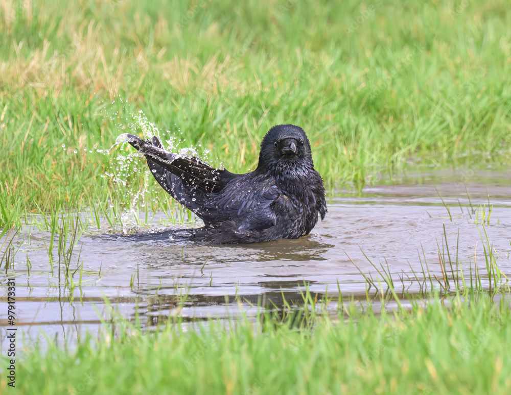 A carrion crow, Corvus corone, enjoys bathing and splashing about in the water of a puddle on a meadow, it keeps feathers well-groomed, Germany 