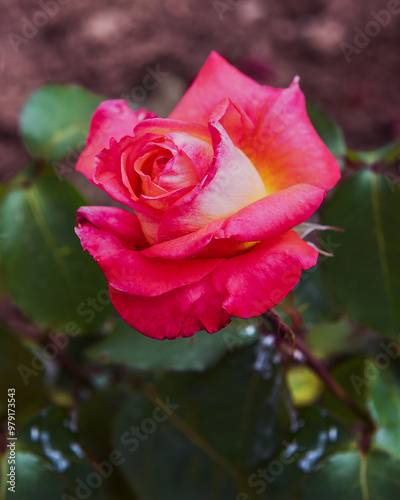 Rose Rose Dream. Exquisite varieties of roses in the rose garden. Close up