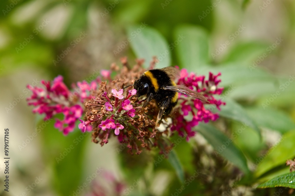 Hummel sammelt Pollen auf einer Flieder Blüte im Sommer Hummel sammelt Pollen auf einer Flieder Blüte im Sommer