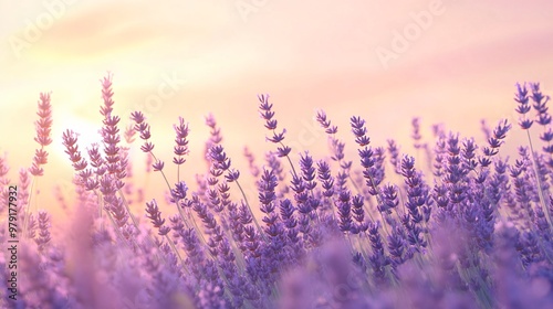 Soft, purple lavender flowers in a field with a pink and orange sunset sky in the background.