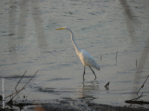 Great Egret (Ardea alba) hunting in north of Brazilian Amazonian photo