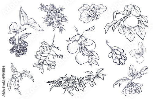 A set of hand-drawn blackberry, walnut, currant, juniper, barberry, pear, gooseberry vector