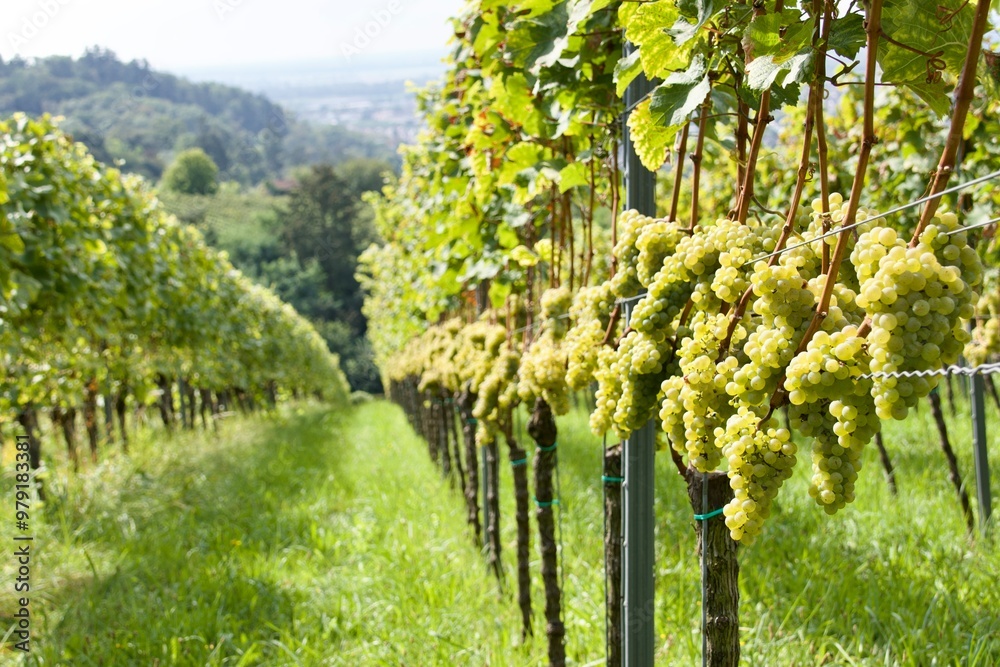 Landschaftsaufnahme von Weinstöcken im Weinbaugebiet hessische