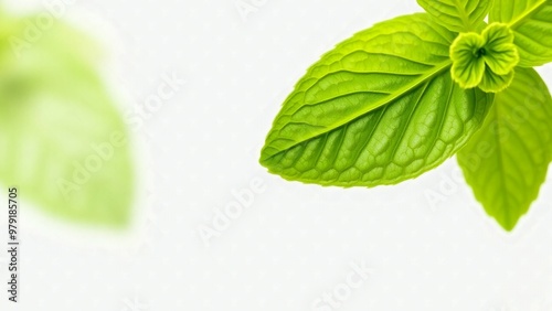 Vibrant Leaf Detail, Isolated Mint Leaf, White Background Leaf, Sharp Focus Leaf,