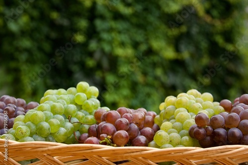 Korb voller frisch geernteter Trauben mit Weinblättern nach der Weinlese photo