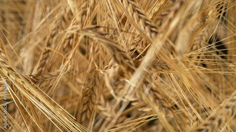Flying of grain barley close-up, macro shot . Filmed on high speed cinematic camera at 1000 fps . Flying of grain barley close-up, macro shot . Filmed on high speed cinematic camera at 1000 fps .