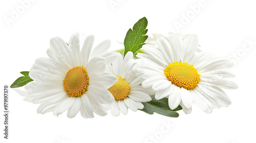Bright daisy and camomile flowers isolated with a white and yellow color palette, capturing the beauty of summer and spring blooms in closeup detail