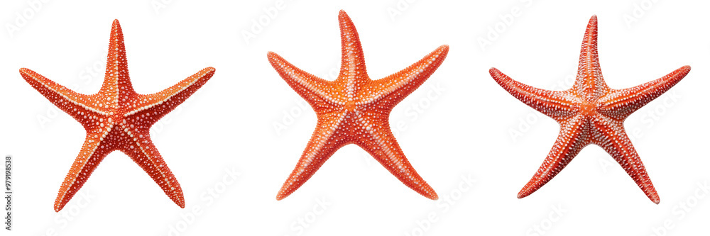 Three colorful starfish arranged, showcasing their unique shapes and textures, perfect for marine-themed designs. isolated on a transparent background