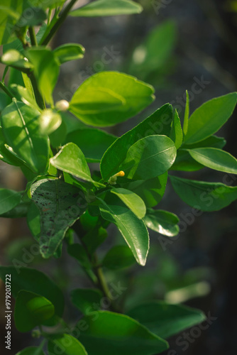 the shoot of an orange tree