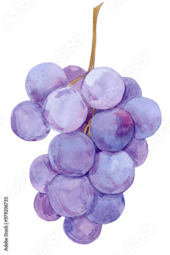Watercolor blue grapes. Illustration of purple fruit isolated on white background. Grape symbol for wine, juice, jam labels. Clipart for winery, cafe, restaurant.