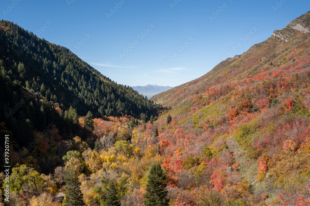 A beautiful view of trees changing to Fall colors in Millcreek Canyon, Utah. A beautiful view of trees changing to Fall colors in Millcreek Canyon, Utah.