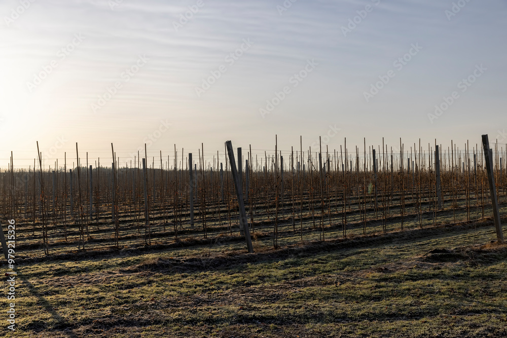 Obraz premium young apple trees in the garden in a snowless winter
