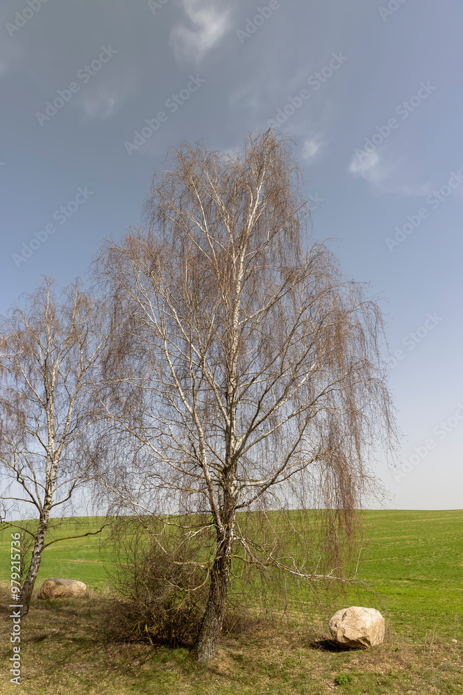 Obraz premium a birch without foliage in spring against a blue sky