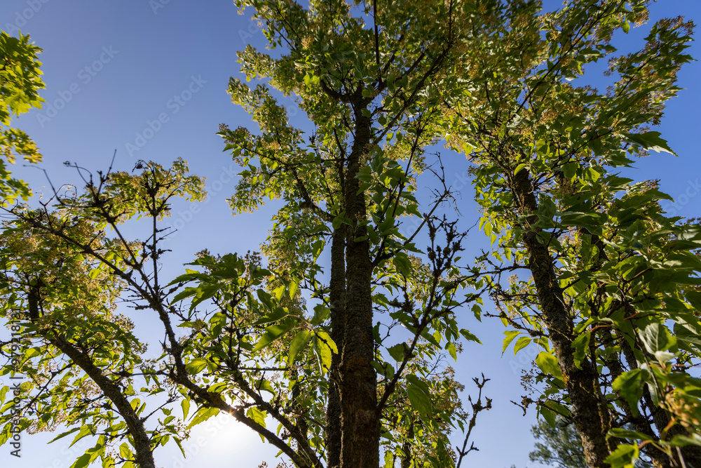 Obraz premium a beautiful maple tree in May in spring