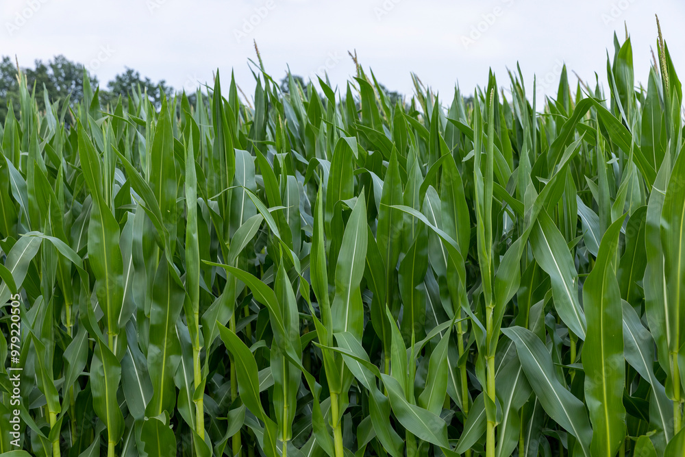 a large amount of sweet corn in the field during the ripening period a large amount of sweet corn in the field during the ripening period