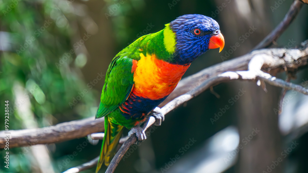 Rainbow Lorikeet in Sydney Rainbow Lorikeet in Sydney