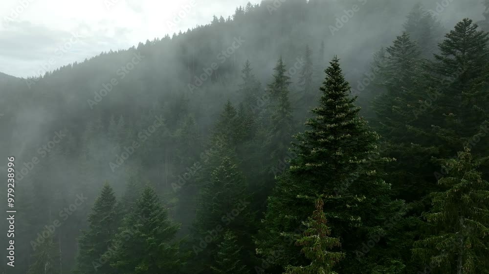 Rainy weather in mountains . Misty fog blowing over pine tree forest . Aerial footage of spruce forest trees on the mountain hills .