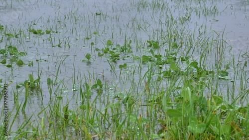 Regentropfen in einer überfluteten Wiese bei starkem Regen, Bayern, Deutschland, Europa photo