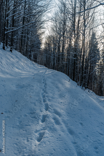 Snow covered hiking trail in winter forest in Moravskoslezske Beskydy mountains in Czech republic photo