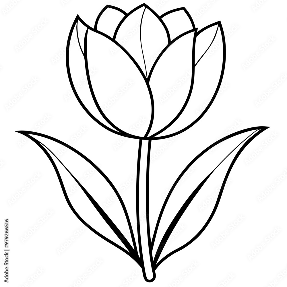 Tulip Tulip
