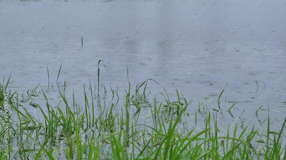 Regentropfen in einer überfluteten Wiese bei starkem Regen, Bayern, Deutschland, Europa Regentropfen in einer überfluteten Wiese bei starkem Regen, Bayern, Deutschland, Europa