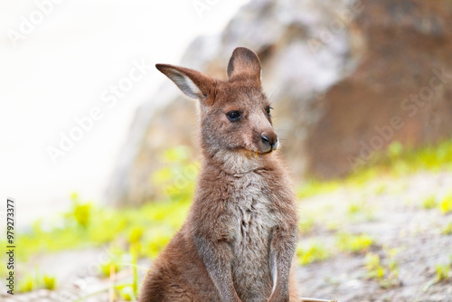 Cute red-necked wallaby, or Bennett's wallaby, isolated on beautiful natural blurred background. Australian macropod marsupial animal. Wallabies are found in east and southeast Australia and Tasmania.