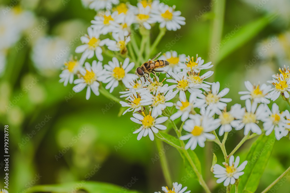 シマハナアブとゴマナの花 シマハナアブとゴマナの花