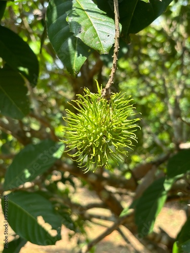 A close-up photo of raw green rambutan fruit taken in Kerala, India. The spiky, vibrant green exterior of the fruit is captured in natural lighting, showcasing its unique texture and tropical appeal.