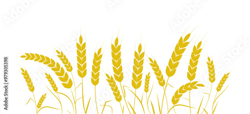 Wheat ears or rice. Rice plant. Rice field. Wheat pattern. Harvest agricultural. Vector illustration