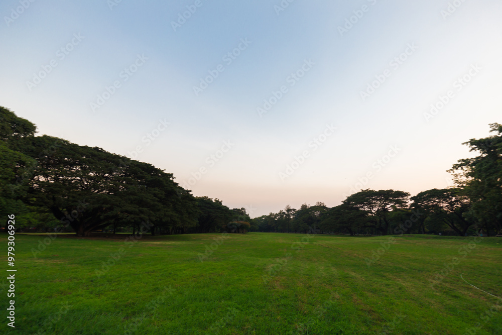 Green meadow grass sunset blue sky tree city park forest Green meadow grass sunset blue sky tree city park forest