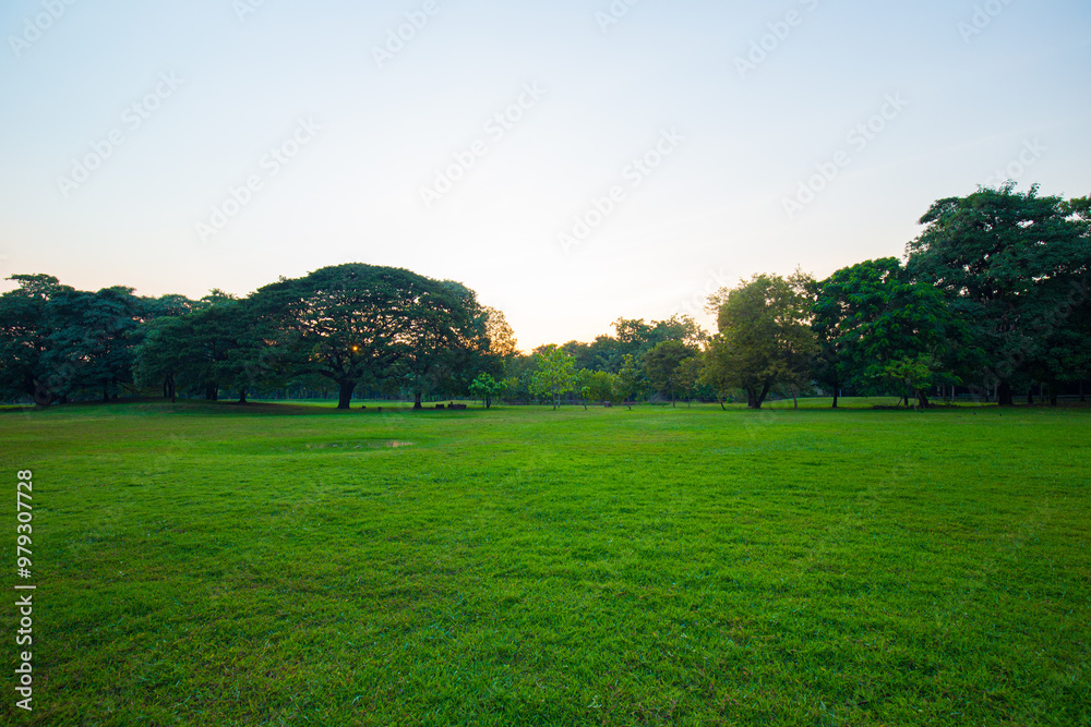 Green meadow grass sunset blue sky tree city park forest