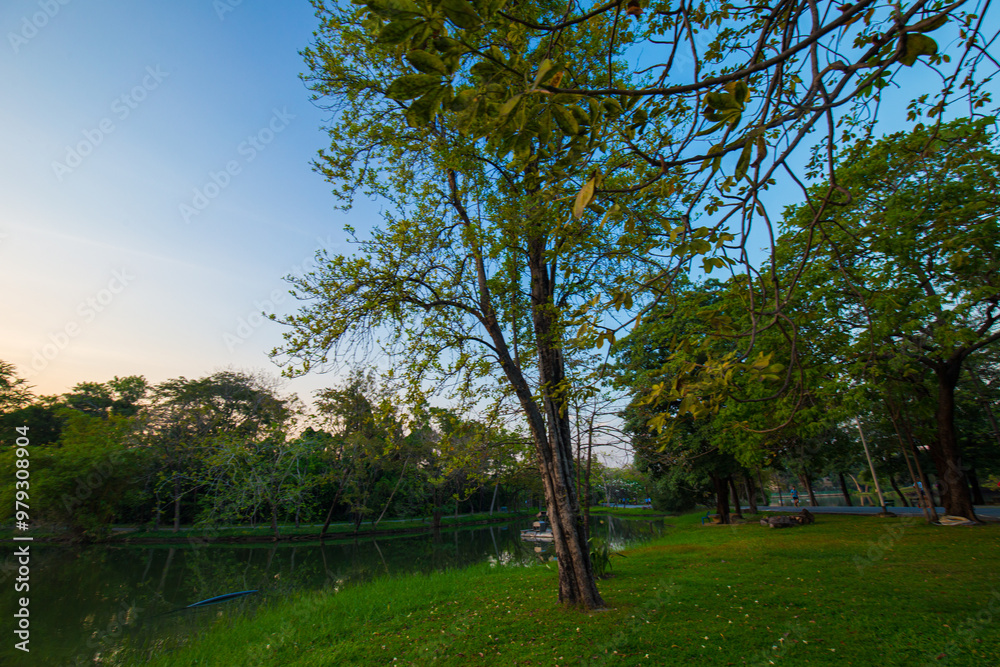 Green meadow grass sunset blue sky tree city park forest Green meadow grass sunset blue sky tree city park forest