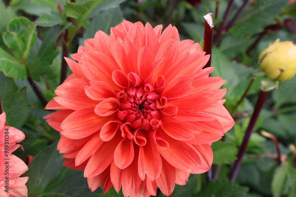Dahlia at a field of colorfull flowers with a bee/fly. Dahlia at a field of colorfull flowers with a bee/fly.