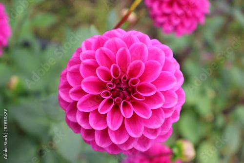 Dahlia at a field of colorfull flowers with a bee/fly.